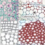 Types of Plant Cell