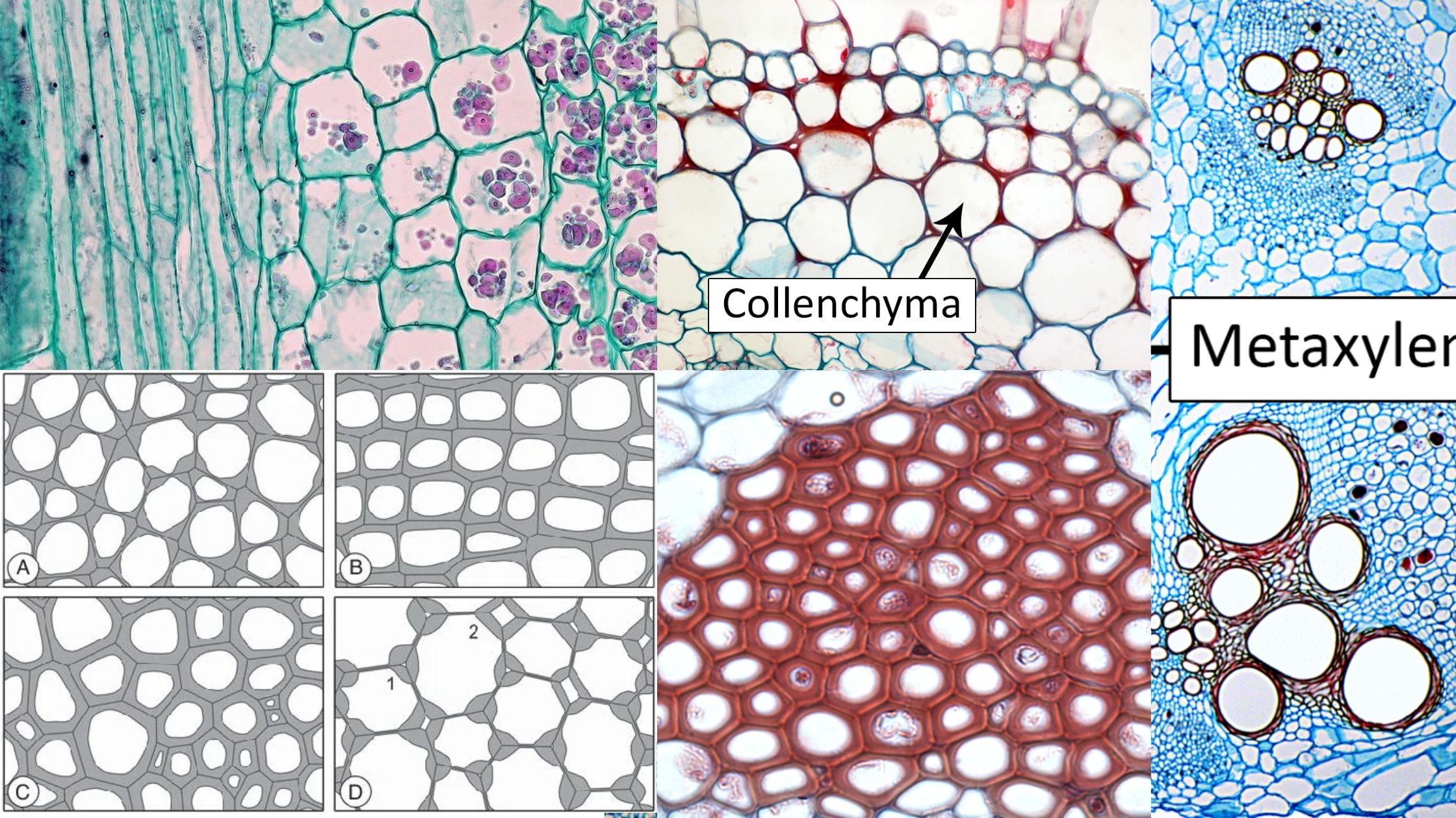 Types of Plant Cell