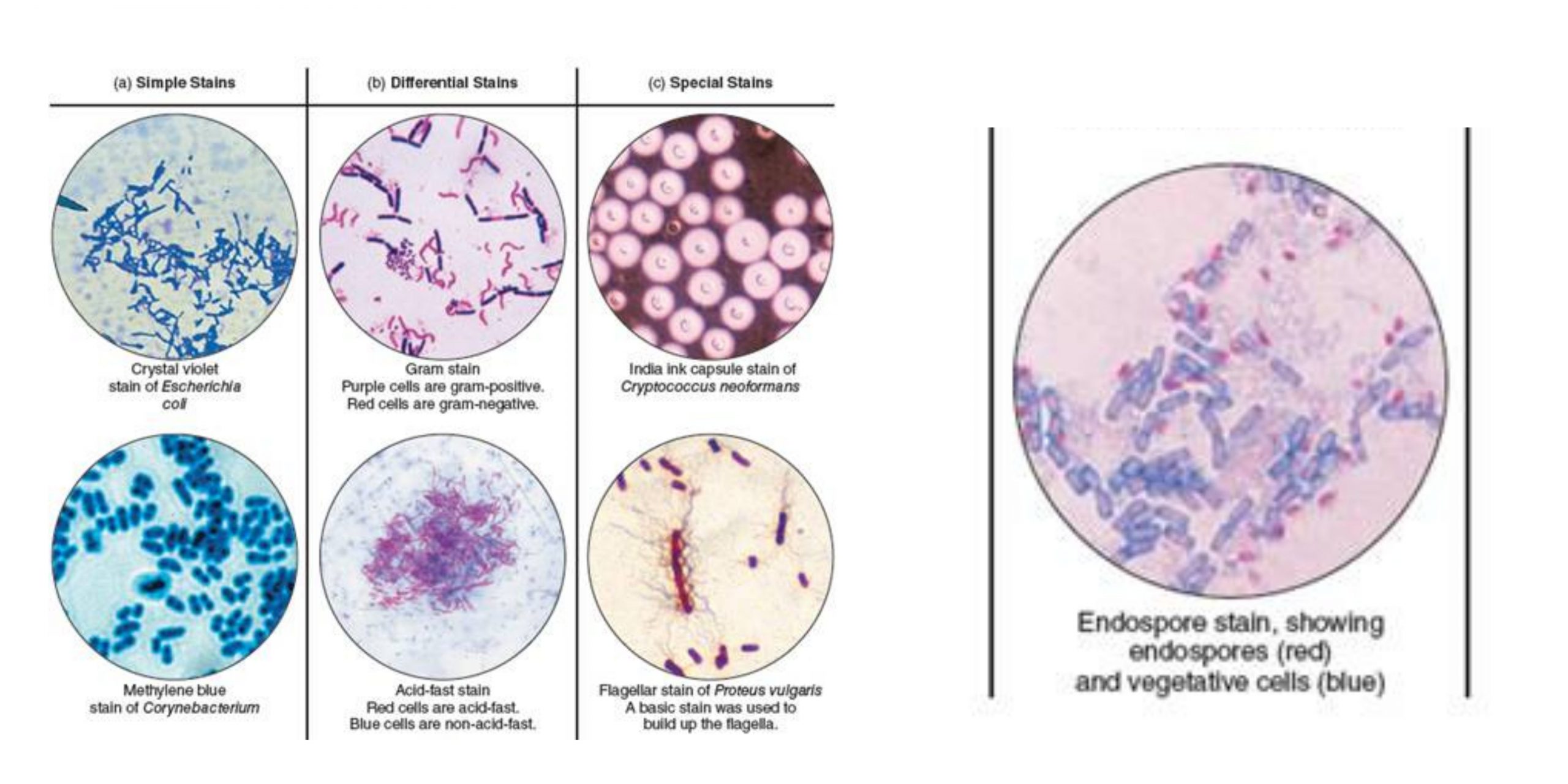 Types of Staining Techniques