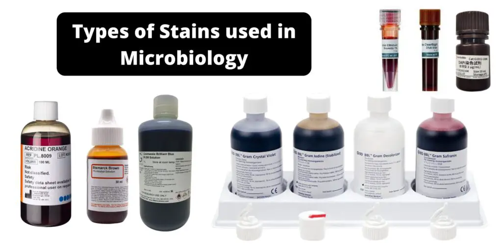 Types of Stains used in Microbiology - Biology Notes Online