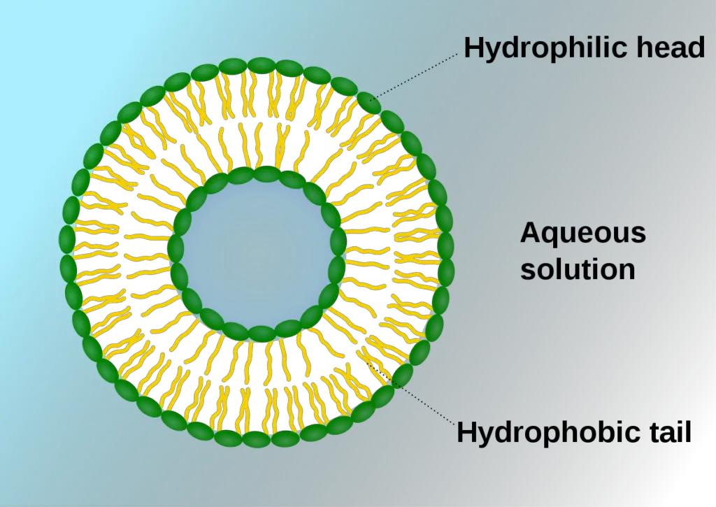 Structure of Vesicles