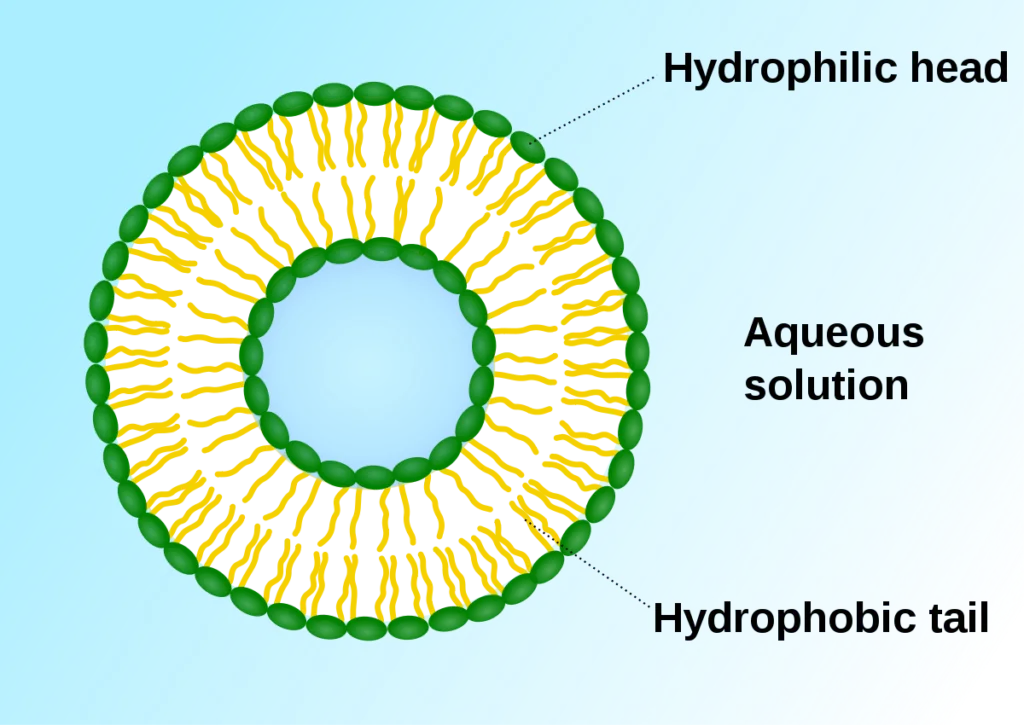 Structure of Vesicles