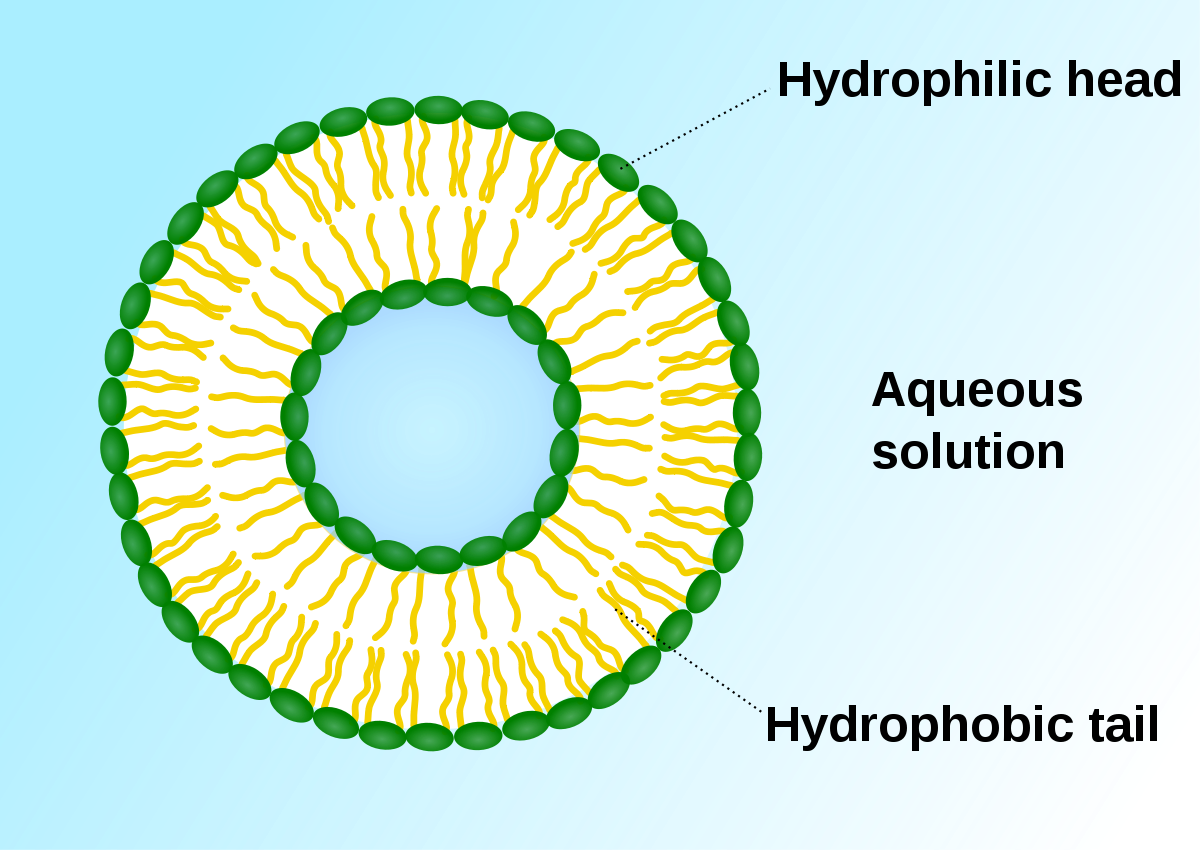 Cell Organelles Structure and their Functions - Biology Notes Online