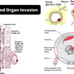 Viral Spread and Organ Invasion of Virus