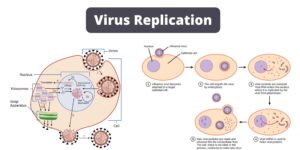 Viral Replication Cycle – Definition, Steps, Mechanisms