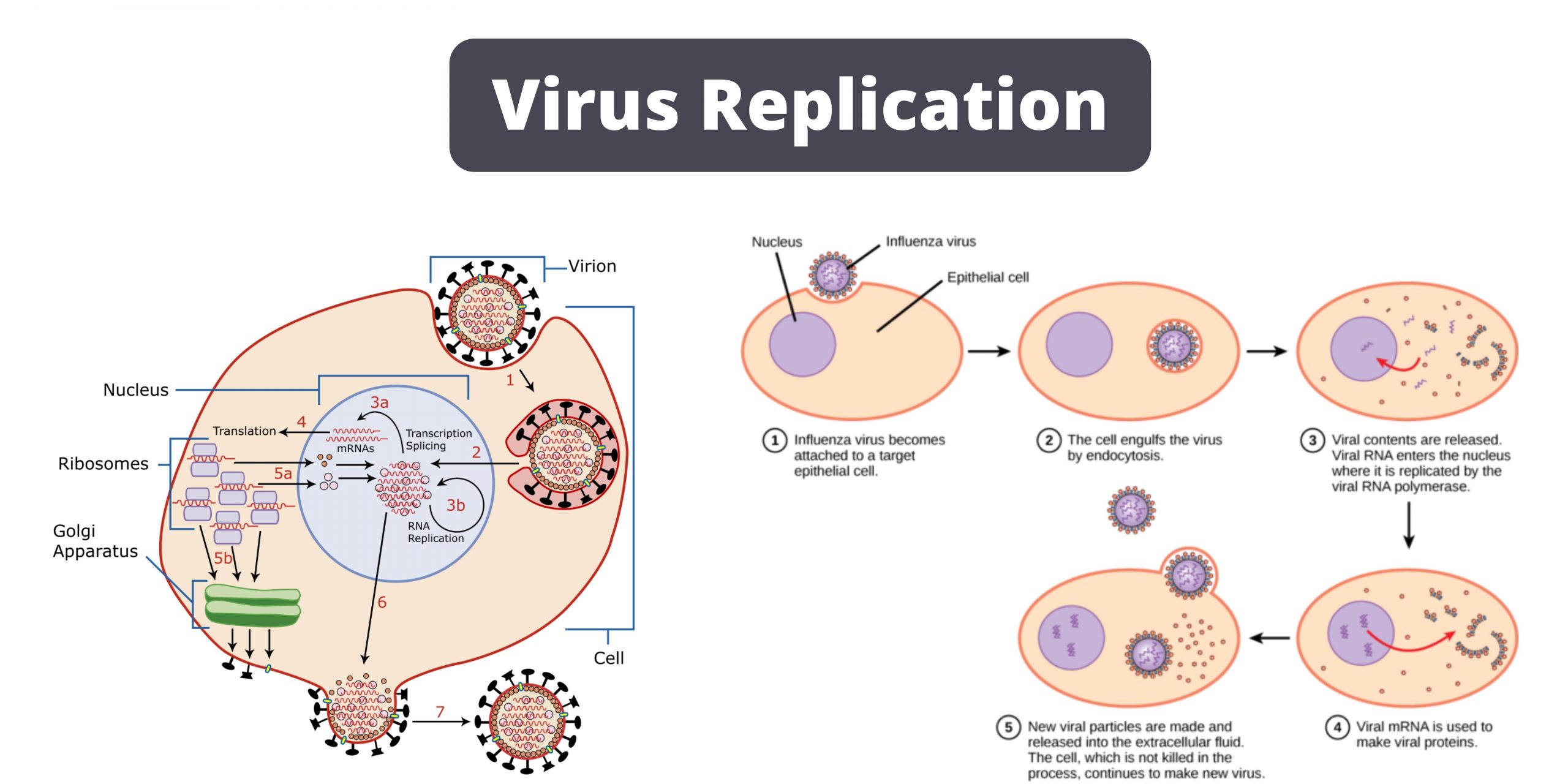 Viral Replication Cycle - Definition, Steps, Mechanisms