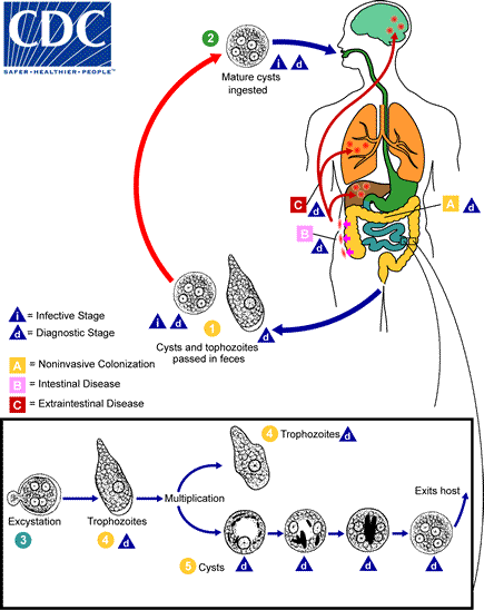 Life Cycle of Entamoeba Histolytica in brief