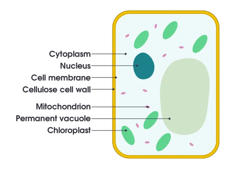 Plant cell - Structure, Definition, Diagram, Organelles - Biology Notes ...