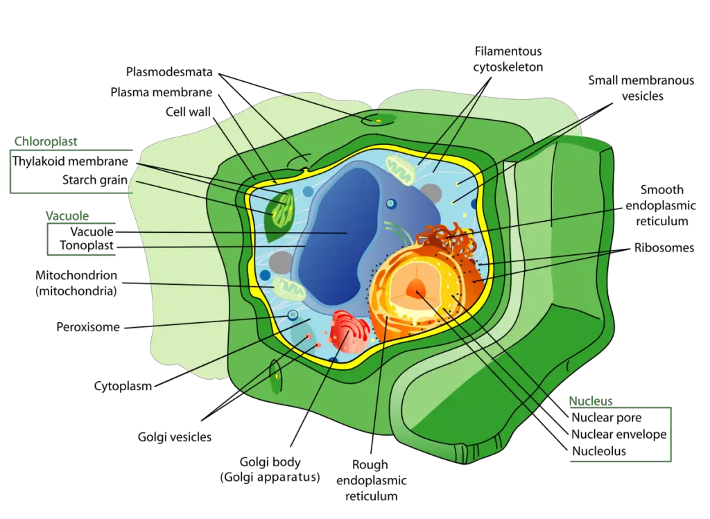 Cell - Definition, Structure, Types, Functions, Examples - Biology ...