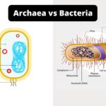 15 Differences Between Archaea and Bacteria - Archaea vs Bacteria