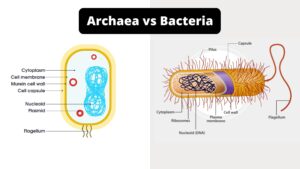 15 Differences Between Archaea and Bacteria – Archaea vs Bacteria
