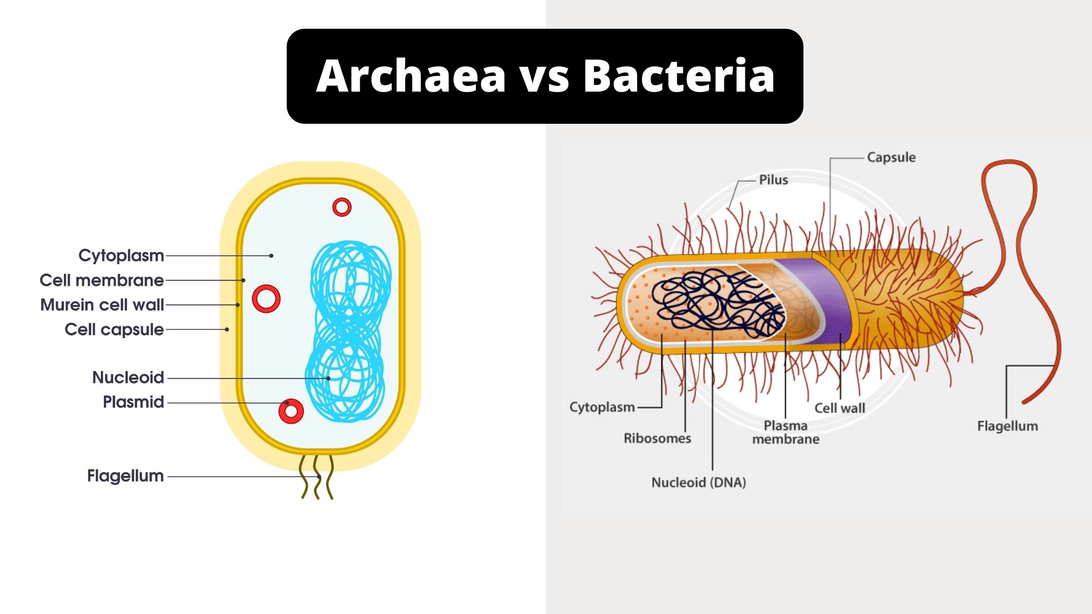 15 Differences Between Archaea and Bacteria - Archaea vs Bacteria