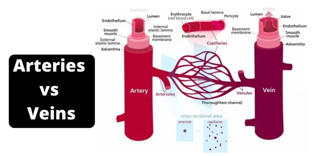 Differences between Arteries and Veins - Arteries vs Veins - Biology ...