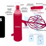 Differences between Arteries and Veins - Arteries vs Veins
