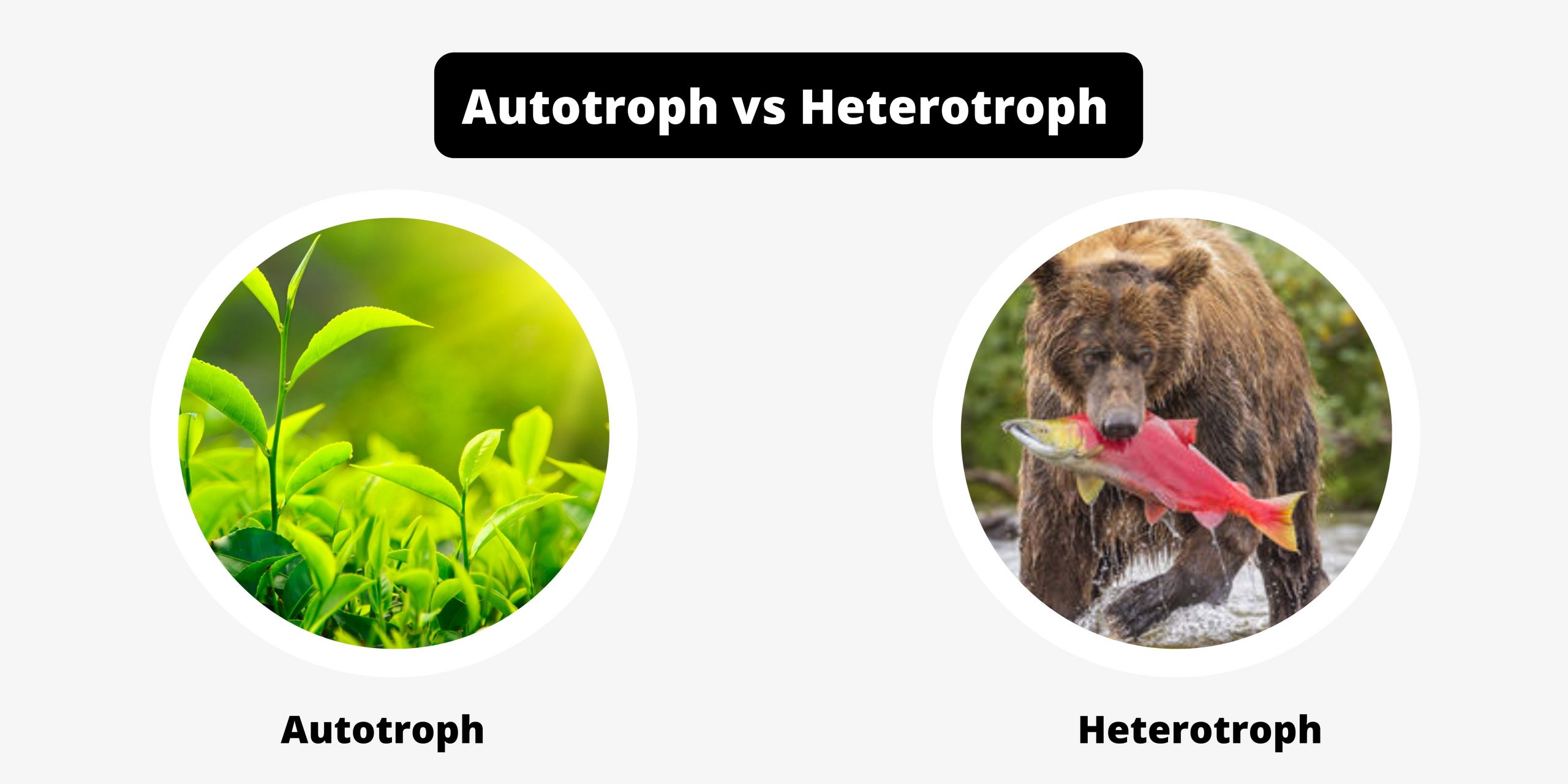 Differences between Autotroph and Heterotroph - Autotroph vs Heterotroph