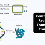 Central Dogma Replication, Transcription, Translation