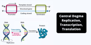 Central Dogma Theory of Molecular Biology and Genetic Code