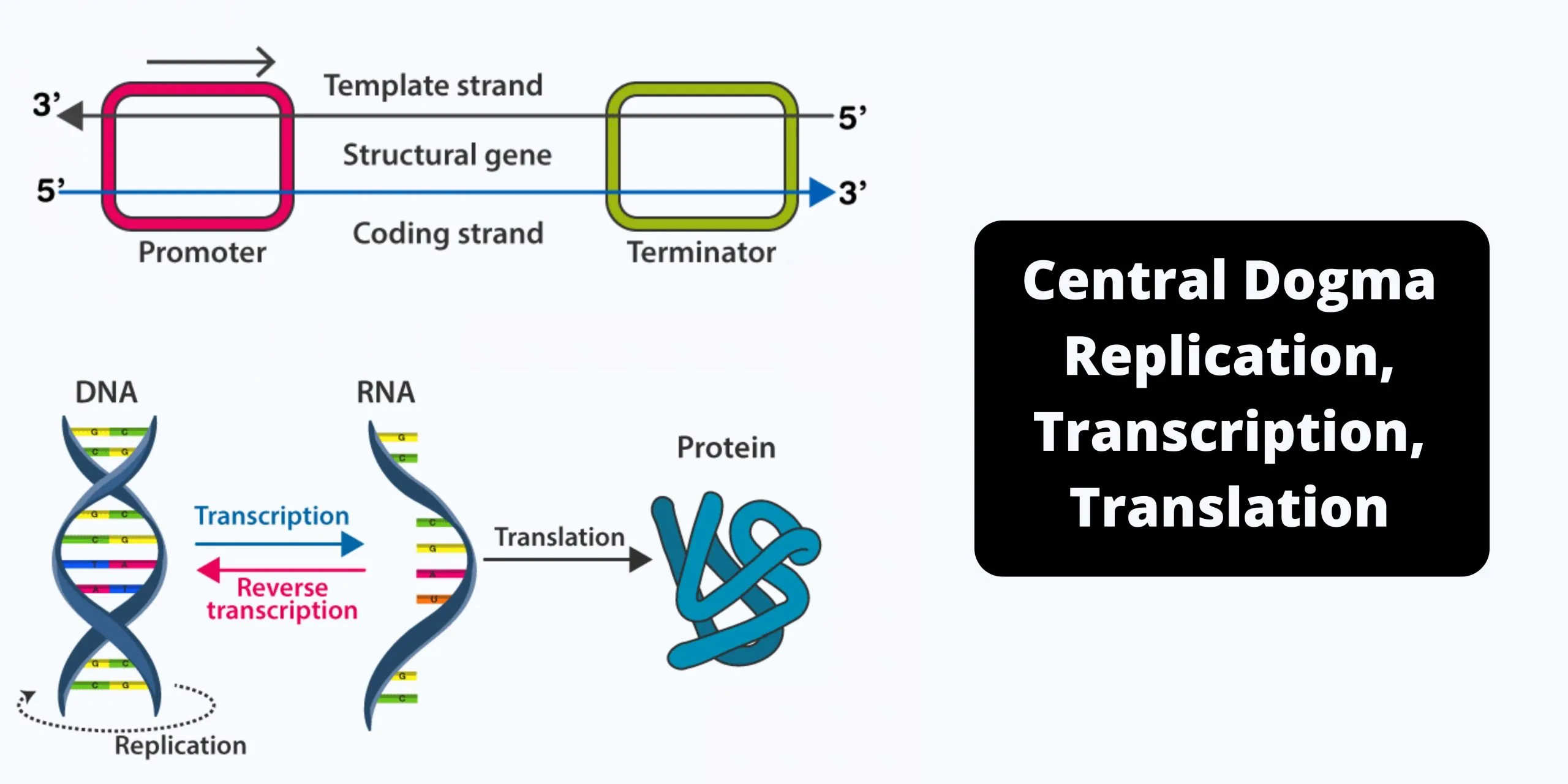 Central Dogma Replication, Transcription, Translation