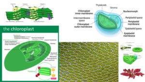 Chloroplast – Definition, Characteristics, Structure, Location, Functions, and Diagram