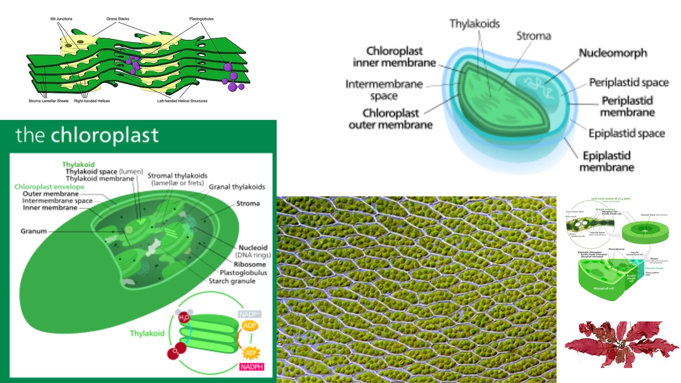 Chloroplasts Definition, Characteristics, Structure, Location, Functions, and Diagram