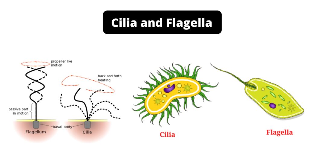 Cilia and Flagella - Definition, Structure, Function - Biology Notes Online