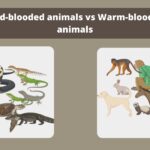 Cold-blooded vs Warm-blooded animals
