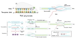 Transcription (RNA Synthesis) – Definition, Diagram, Steps, Inhibitors, Importance