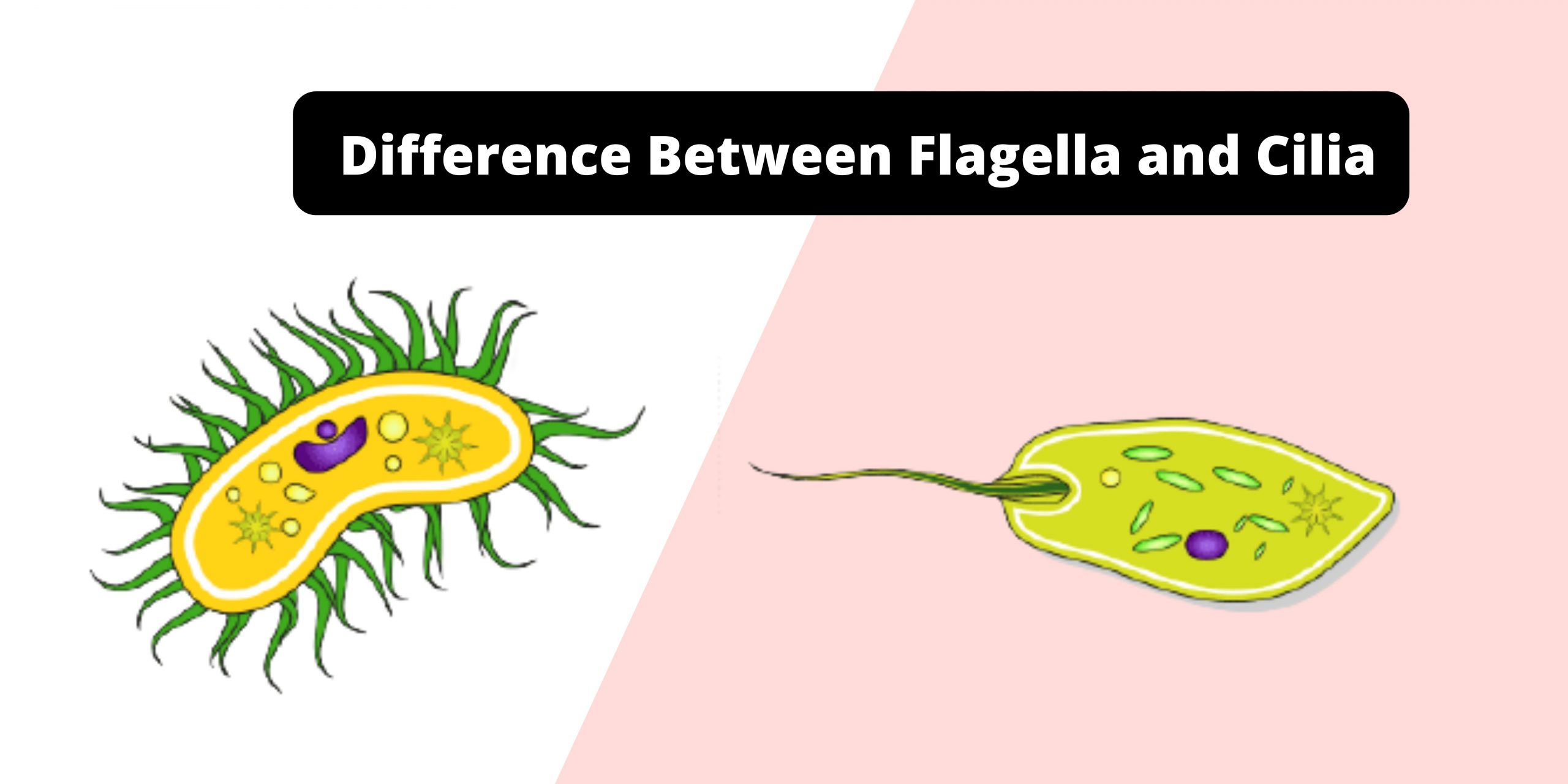 Difference Between Cilia and Flagella