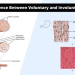 Differences between Voluntary and Involuntary Muscles - Voluntary vs Involuntary Muscles