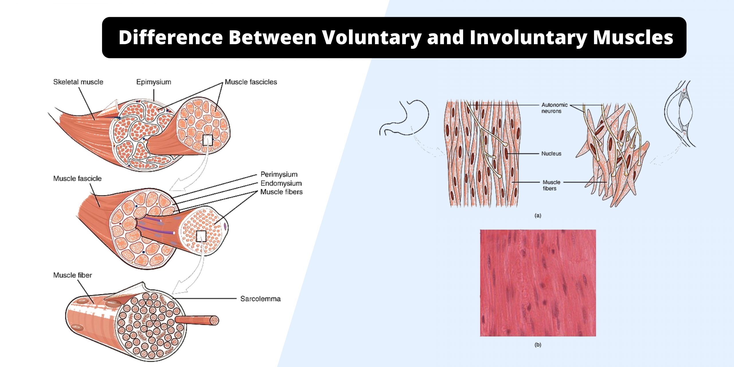 Differences between Voluntary and Involuntary Muscles - Voluntary vs Involuntary Muscles