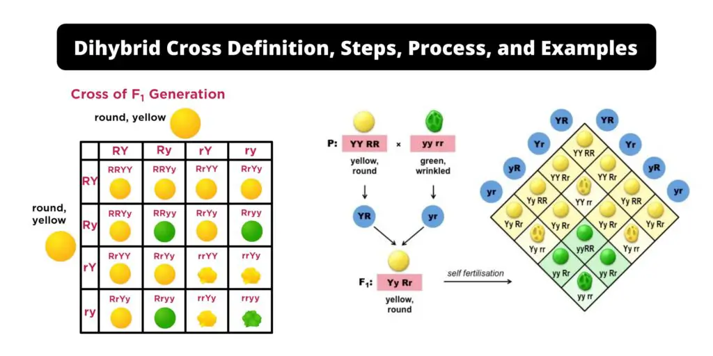 What Is Dihybrid Cross Examples Steps Importance Biology Notes Online