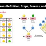 Dihybrid Cross Definition, Steps, Process, and Examples