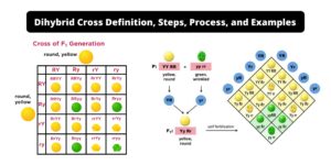What is Dihybrid Cross? Examples, Steps, Importance