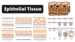 Epithelial Tissue – Definition, Characteristics, Types, and Functions