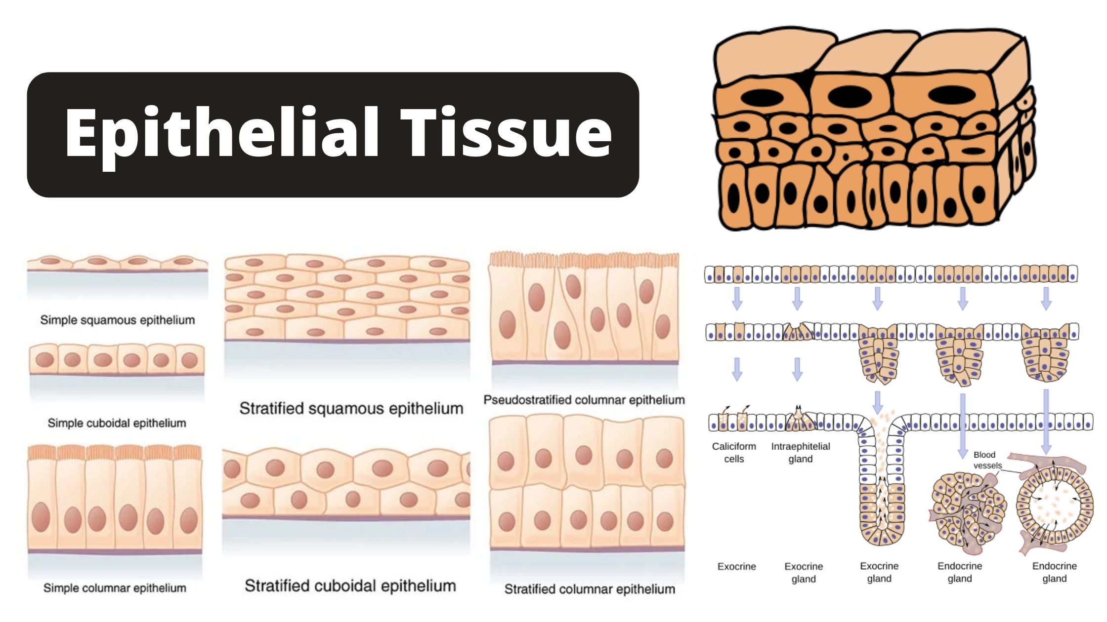 Epithelial Tissue Definition, Characteristics, Types, and Functions