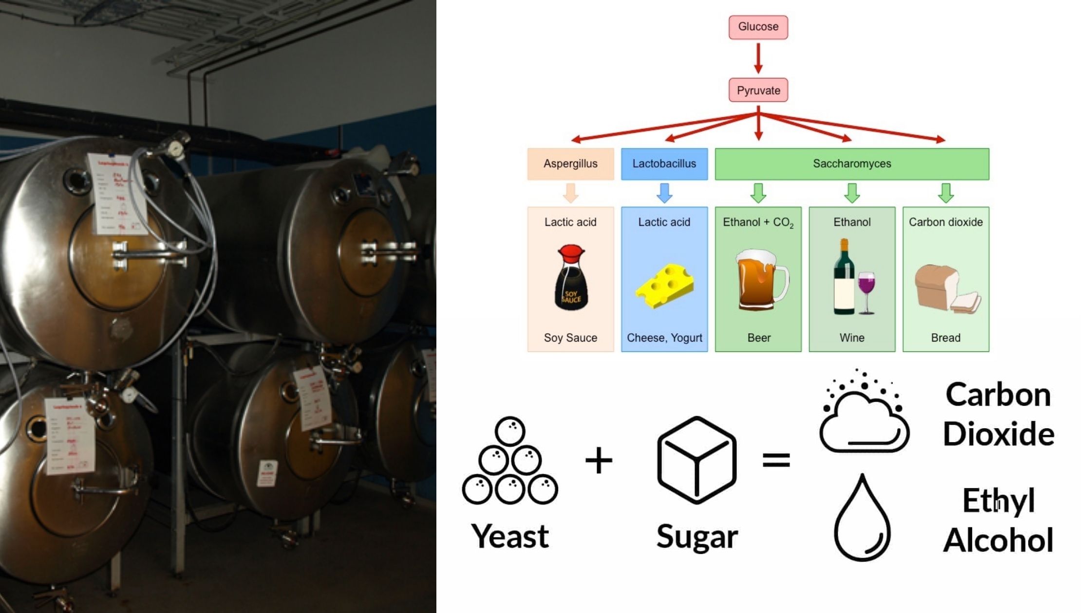Fermentation Definition, Types, Principle, Products, Stages, Limitations