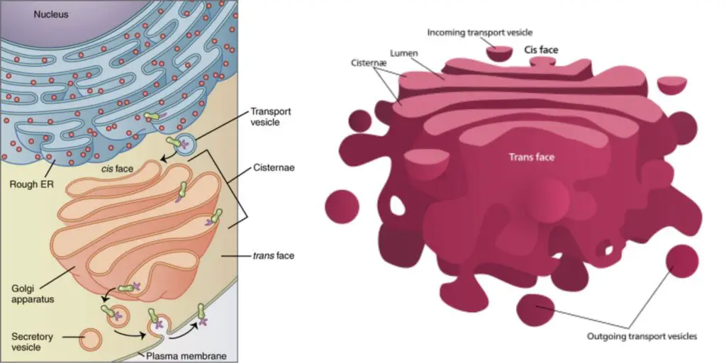 Golgi Apparatus - Definition, Structure, Functions, and Diagram ...