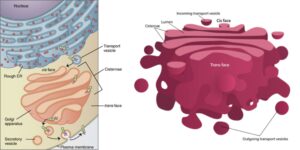 Golgi Apparatus – Definition, Structure, Functions, and Diagram