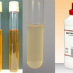 Lactobacilli MRS Broth and Agar - Composition, Preparation, Principle