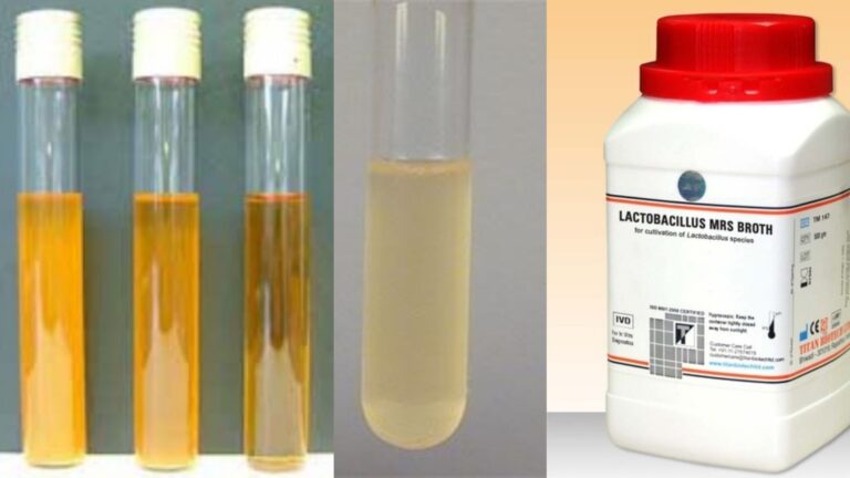 Lactobacilli MRS Broth and Agar - Composition, Preparation, Principle