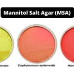 Mannitol Salt Agar (MSA)