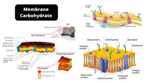 Membrane Carbohydrate – Types, Structure, and Function