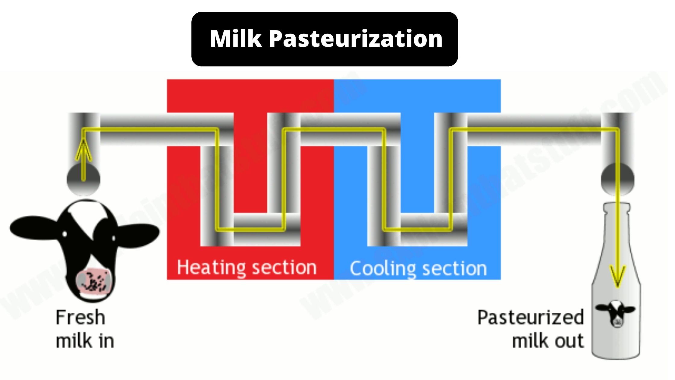 Milk Pasteurization Definition, Procedure, Types, Purpose