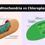 Differences Between Mitochondria and Chloroplast - Mitochondria vs Chloroplasts