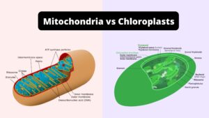 Differences Between Mitochondria and Chloroplast – Mitochondria vs Chloroplasts