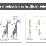 Difference between Natural and artificial selection - Natural vs artificial selection