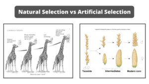 Difference between Natural and artificial selection – Natural vs artificial selection
