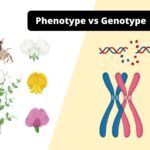 Differences between Phenotype and Genotype - Phenotype vs Genotype