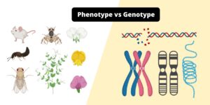 Differences between Phenotype and Genotype – Phenotype vs Genotype