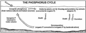 Phosphorus Cycle - Definition, Steps, Examples, Significance, and Human ...
